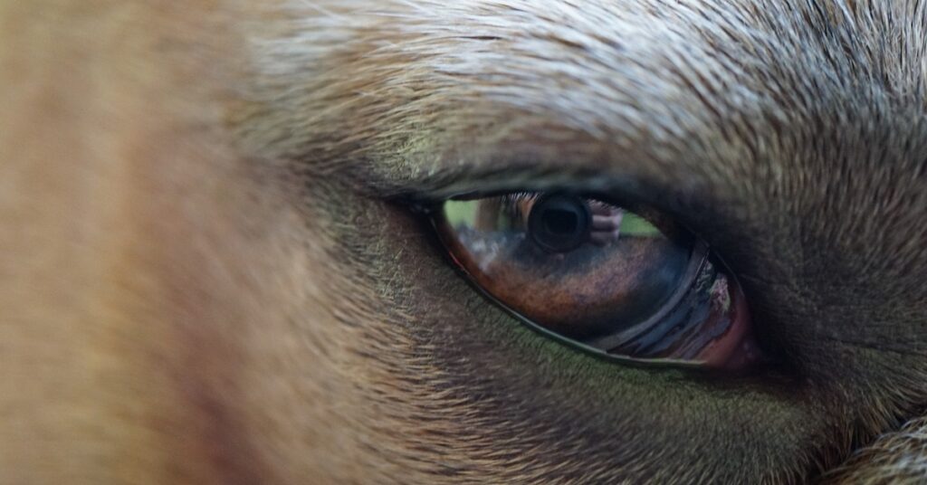 truffinade-un-chien-qui-ne-vit-pas-l-environnement-qui-lui-convient