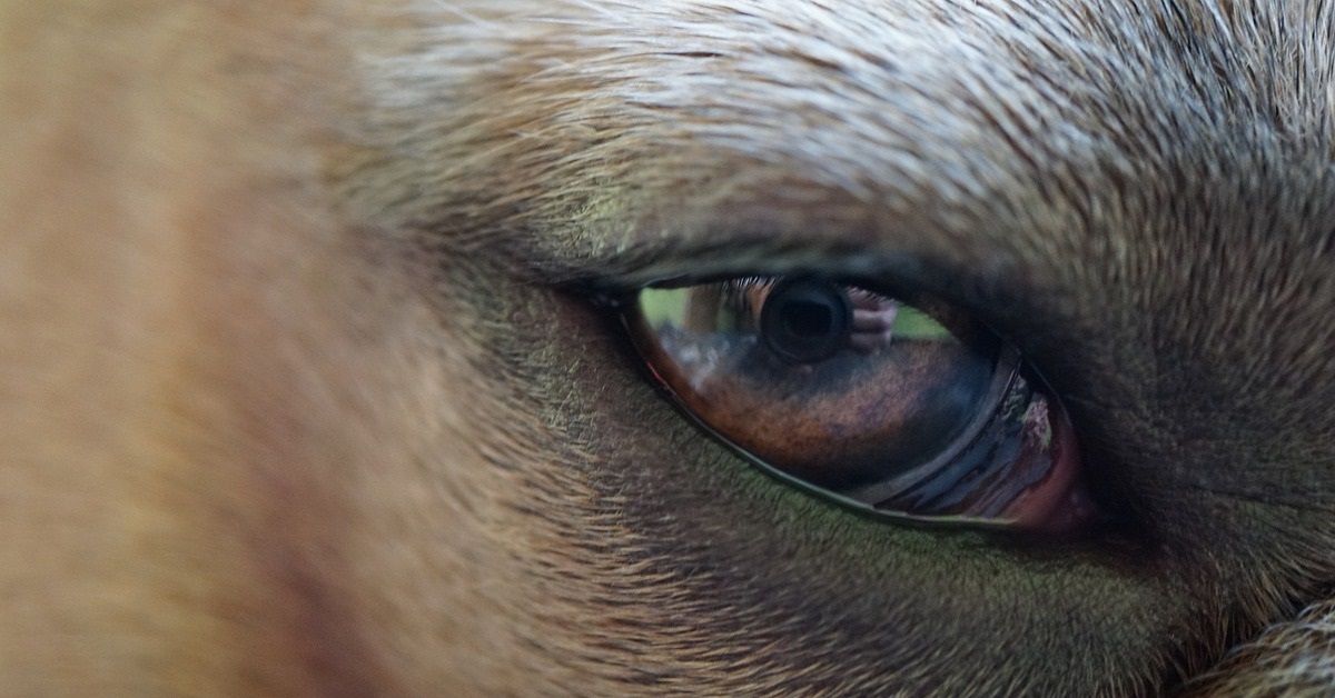 truffinade-un-chien-qui-ne-vit-pas-l-environnement-qui-lui-convient