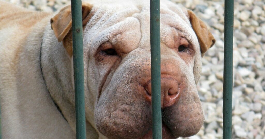 truffinade-un-chien-qui-revient-de-loin