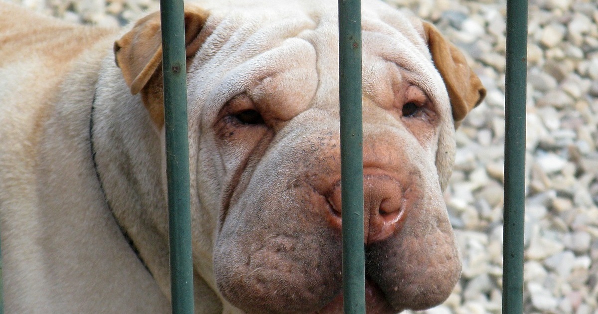 truffinade-un-chien-qui-revient-de-loin