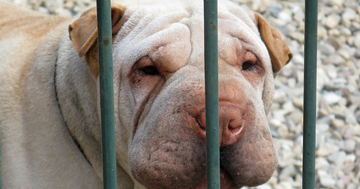 truffinade un chien qui revient de loin - Un chien qui revient de loin