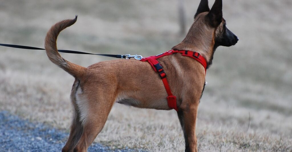 truffinade-un-chien-qui-se-balade-en-harnais