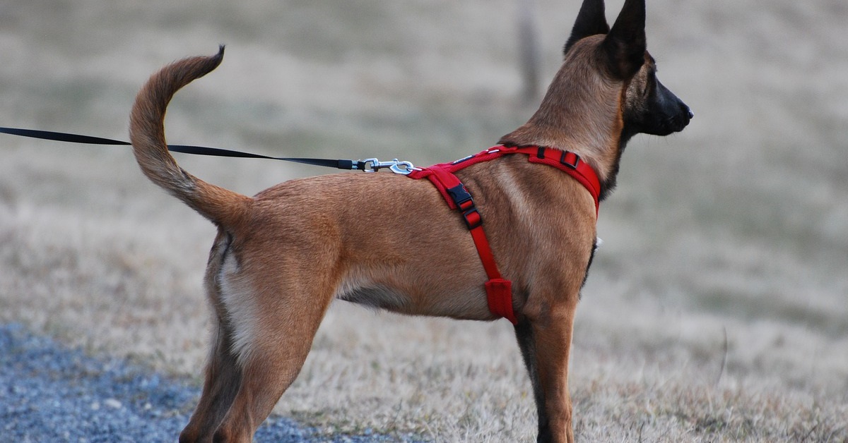 truffinade-un-chien-qui-se-balade-en-harnais
