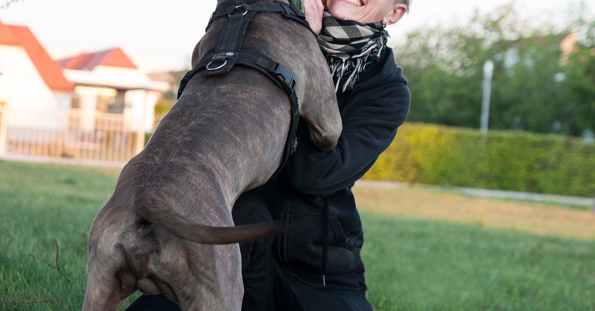 truffinade un chien qui fait la fete - Un chien qui fait la fête