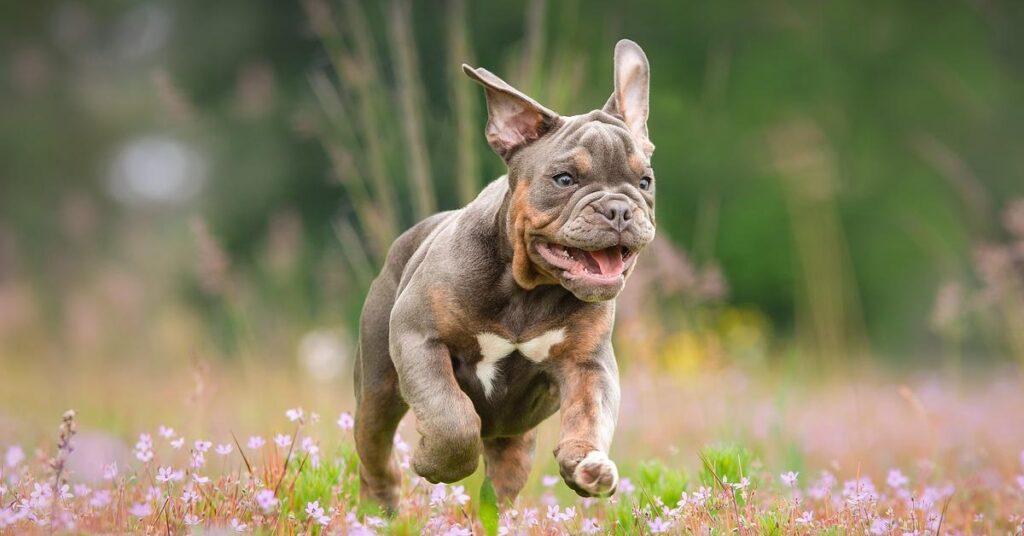 truffinade-un-chien-qui-se-fait-enguirlander