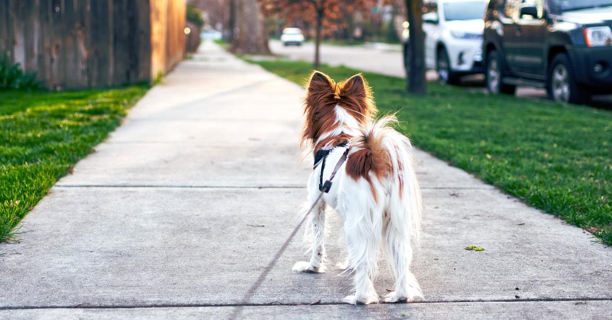 truffinade un chien qui en croise un autre -  Un chien qui en croise un autre