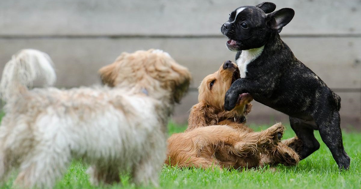 truffinade un chien qui voit trop de chiens -  Un chien qui voit trop de chiens