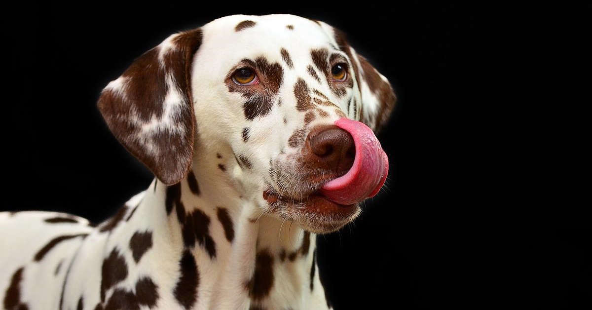 truffinade un chien qui change de lieu de vie -  Un chien qui change de lieu de vie