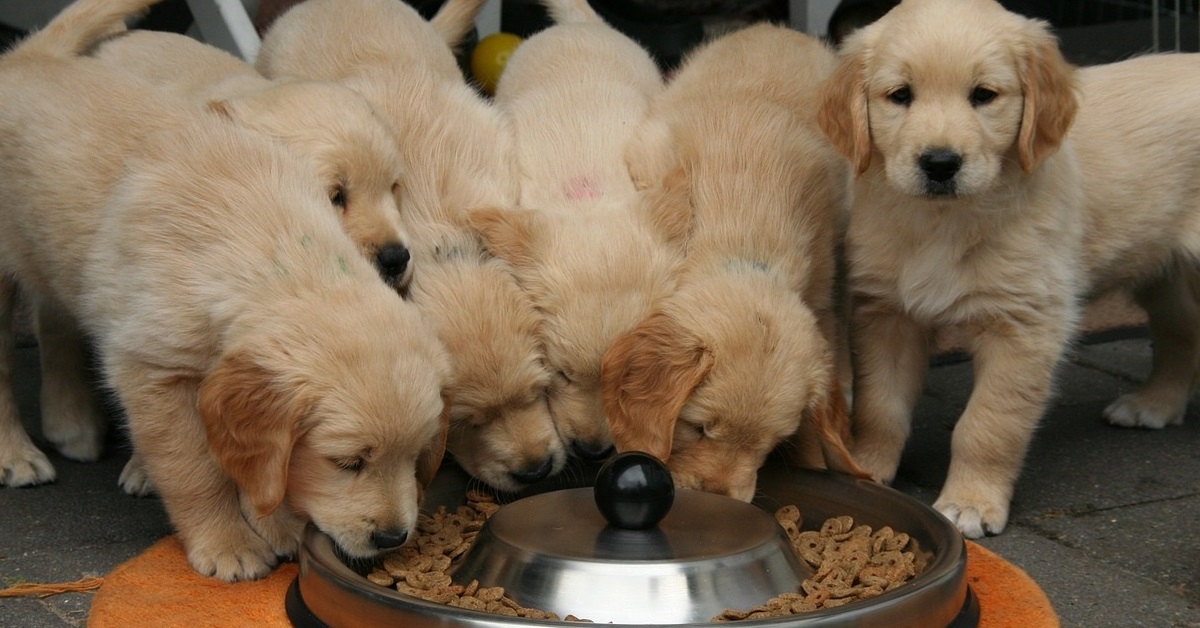 truffinade-un-chien-qui-mange-trop-vite