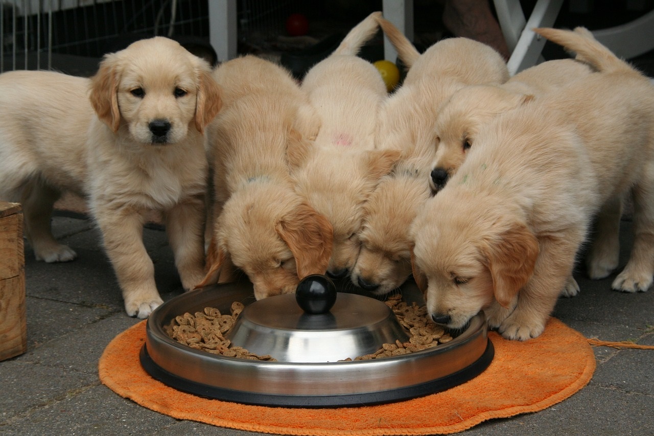 truffinade-un-chien-qui-mange-trop-vite