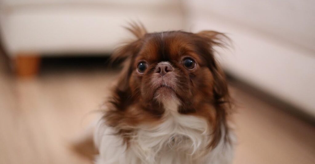 Truffinade-un-chien-qui-a-peur-des-humains-qui-entrent-sur-son-lieu-de-vie