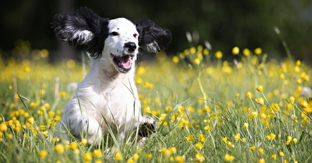 truffinade un chien qui a son quart d heure de folie notamment en fin de journee 1024x535 - Actualités et conseils