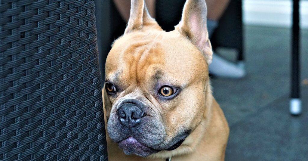 truffinade-un-chien-qui-reagit-sous-l-effet-de-la-peur-les-activités-de-substitution