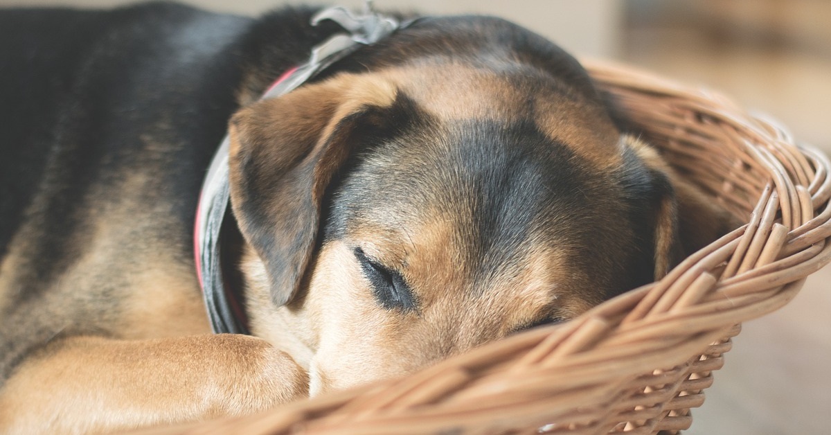 Truffinade un chien qui est puni dans son panier - Un chien qui est puni dans son panier