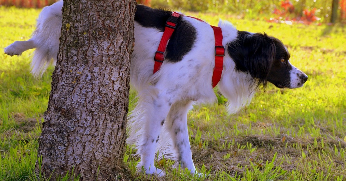 truffinade un chien qui ne fait pas ses besoins - Un chien qui ne fait pas ses besoins dehors