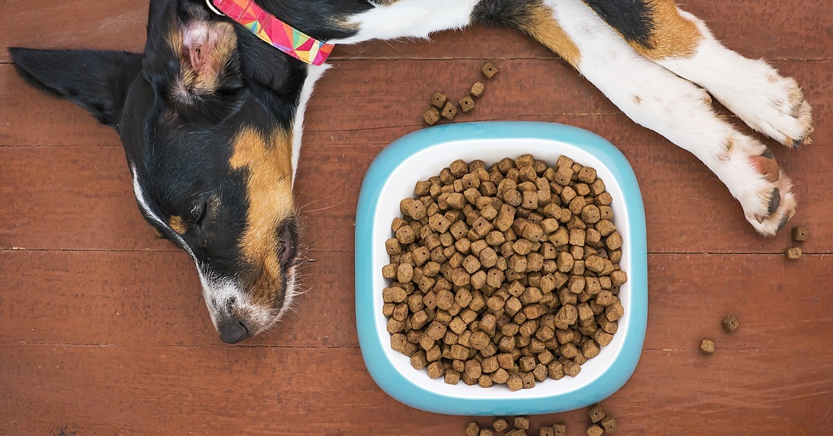 truffinade un chien qui ne mange pas sa gamelle - Un chien qui ne mange pas son repas