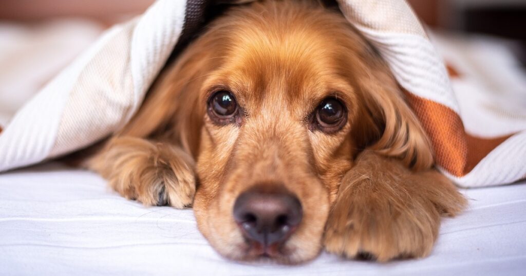 truffinade un chien qui ne reste pas dans son panier sur simple demande 1024x537 - Actualités et conseils