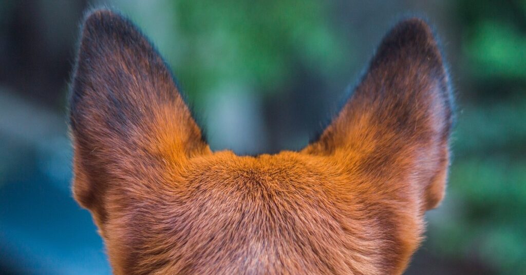 truffinade un chien qui a peur des bruits de l environnement 1024x536 - Actualités et conseils