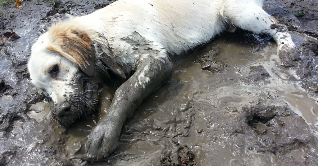 truffinade un chien qui ne se laisse pas essuyer les pattes 1024x536 - Actualités et conseils