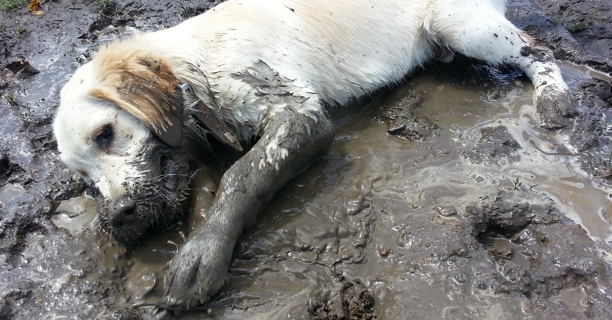 truffinade un chien qui ne se laisse pas essuyer les pattes - Un chien qui ne se laisse pas essuyer les pattes