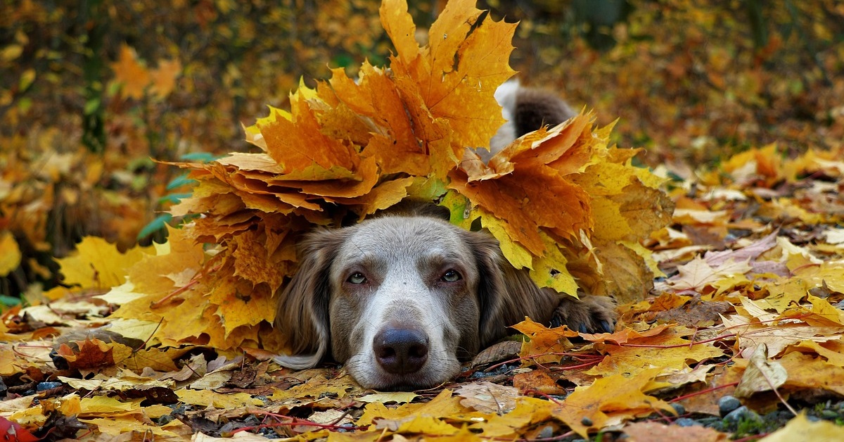 truffinade un chien qui ne revient pas quand on l apelle - Un chien qui ne revient pas quand on l’appelle