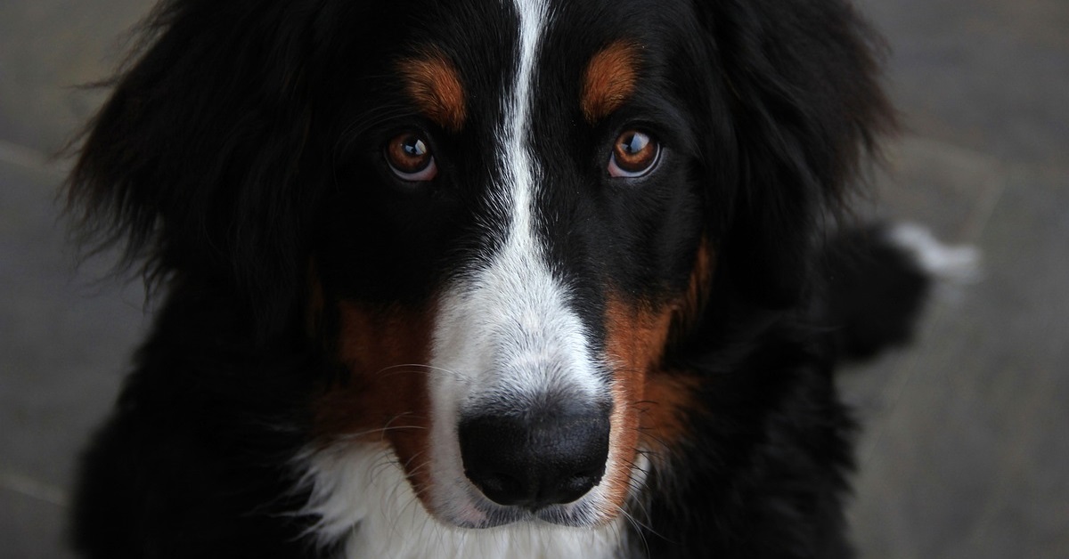 truffinade un chien sur qui on crie pour le faire obeir - Un chien sur qui on crie pour le faire obéir