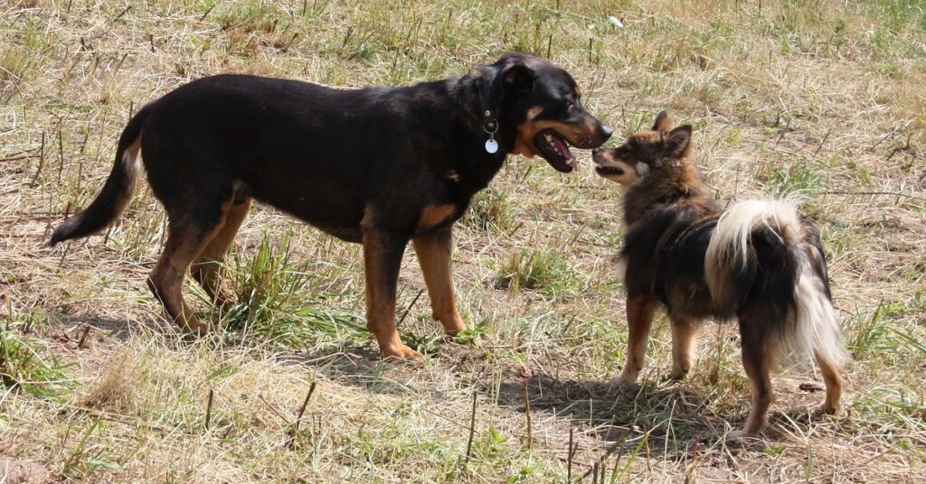 truffinade-un-chien-qui-doit-partager-son-quotidien-avec-un-nouveau-congenere