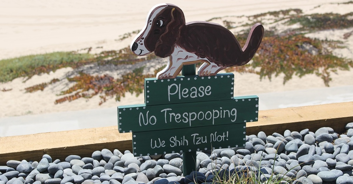 truffinade un chien qui doit apprendre la proprete - Un chien qui doit apprendre la propreté