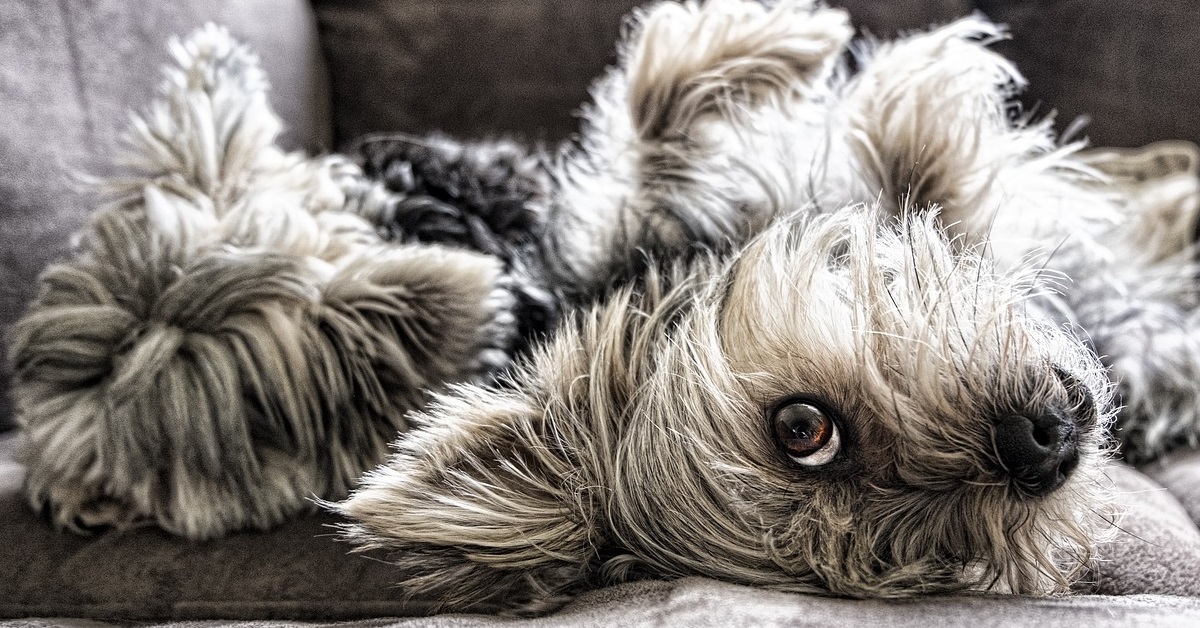 truffinade un chien qui doit apprendre son dodo plutot que le canape - Un chien qui doit apprendre son panier plutôt que le canapé