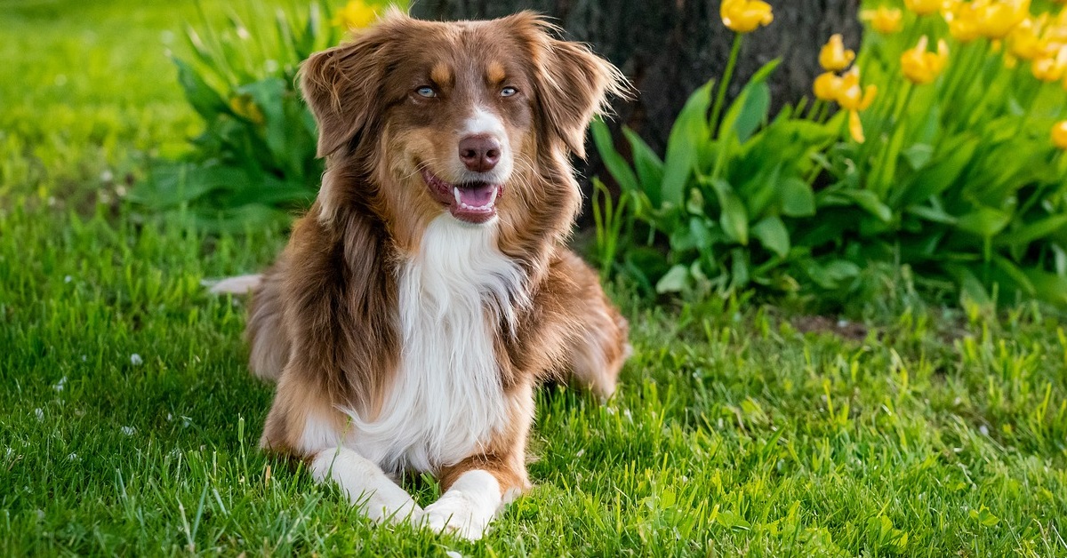 truffinade un chien qui ne veut pas rentrer du jardin - Un chien qui ne veut pas rentrer du jardin