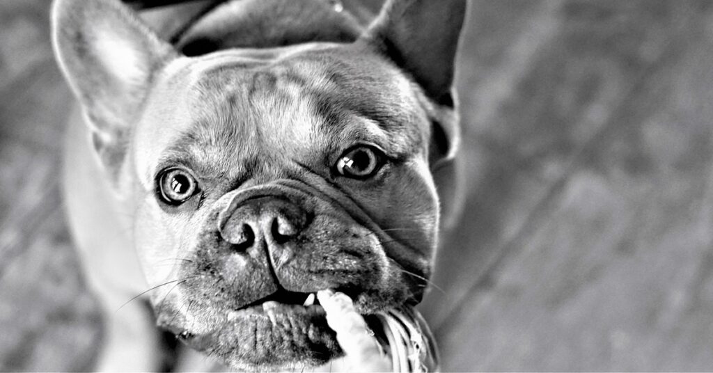 truffinade-un-chien-qui-tire-sur-les-vetements-et-les-chaussures