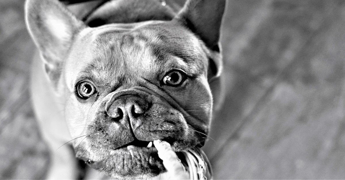 truffinade-un-chien-qui-tire-sur-les-vetements-et-les-chaussures