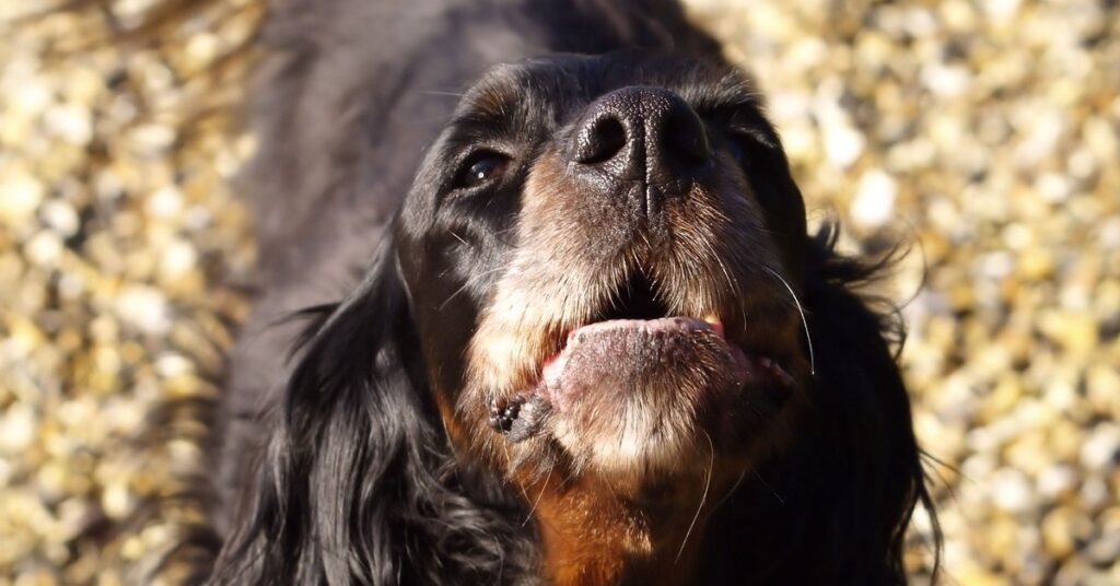 truffinade un chien qui aboie 2 1 1024x536 - Actualités et conseils