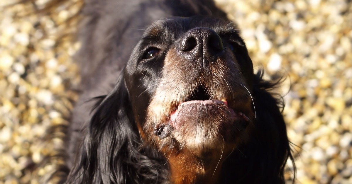 truffinade un chien qui aboie 2 1 - Un chien qui aboie