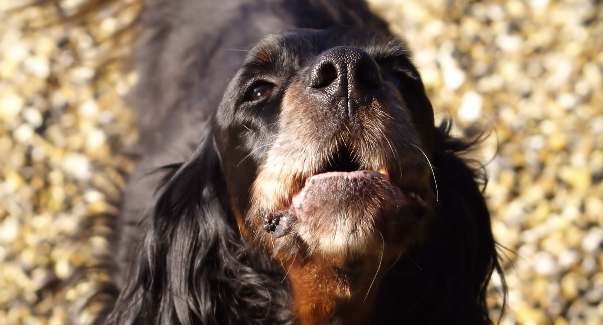 truffinade-un-chien-qui-aboie-2