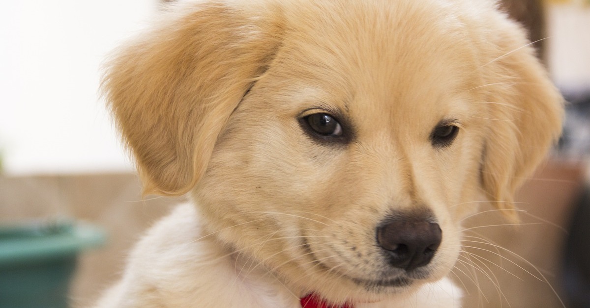 truffinade un chien a qui on ne donne pas la possibilite de repeter - Un chien à qui l'on ne donne pas la possibilité de répéter