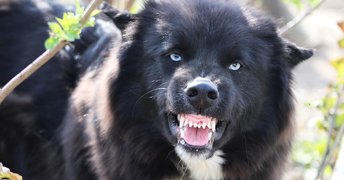 truffinade un chien qui grogne 2 - Un chien qui grogne