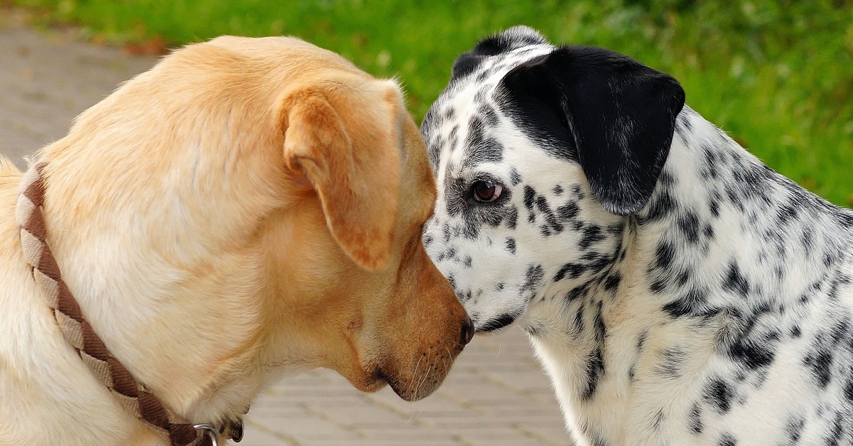 truffinade-un-chiot-correctement-socialisé