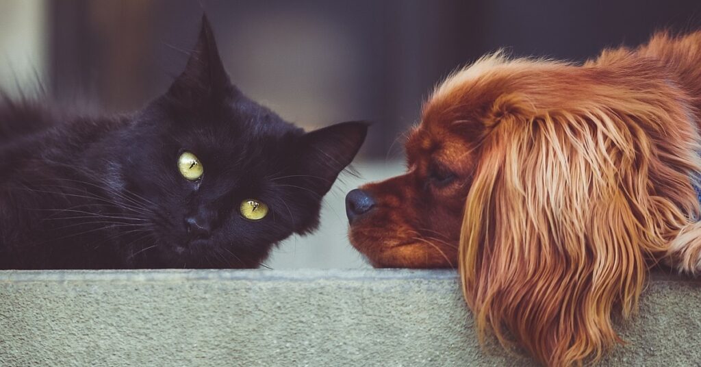truffinade-Un-chien-qui-course-les-chats-peut-le-faire-pour-plusieurs-raisons