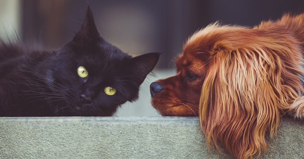 truffinade-Un-chien-qui-course-les-chats-peut-le-faire-pour-plusieurs-raisons