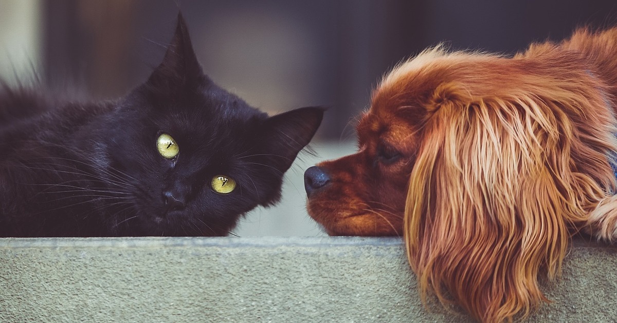 truffinade Un chien qui course les chats peut le faire pour plusieurs raisons - Un chien qui course les chats peut le faire pour plusieurs raisons !