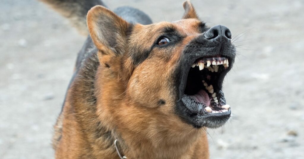 TRUFFINADE-un-chien-qui-grogne-ou-aboie-sur-les-autres-chiens