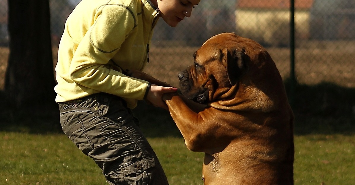 truffinade comment jouer avec son chien - Comment jouer avec son chien ?