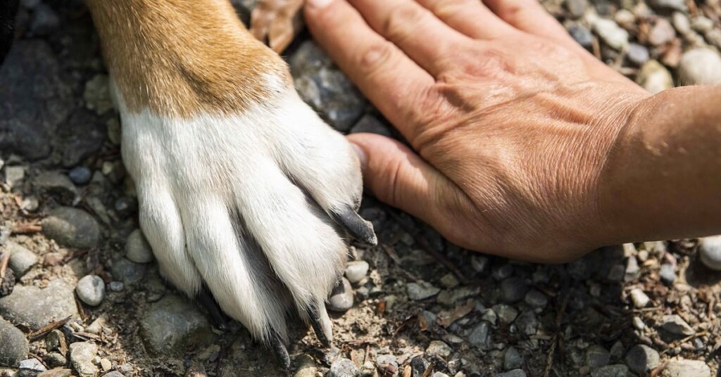 Truffinade un chien qui doit cesser de proposer un comportement genant 1 1024x536 - Actualités et conseils