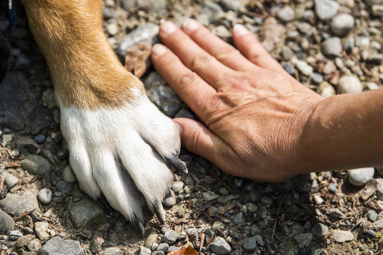 Truffinade-un-chien-qui-doit-cesser-de-proposer-un-comportement-genant
