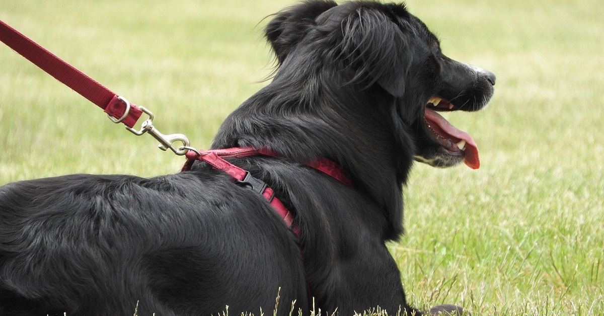 truffinade un chien qui porte un harnais - Un chien qui porte un harnais