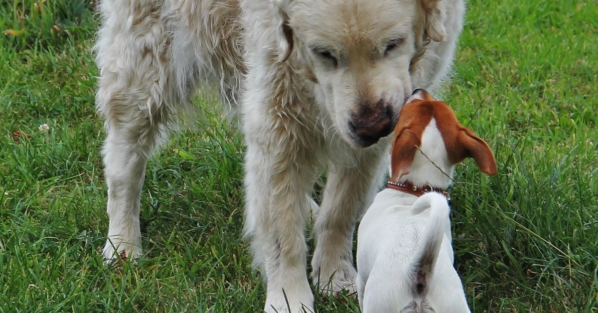 truffinade un chien qui grandit - Un chien qui grandit