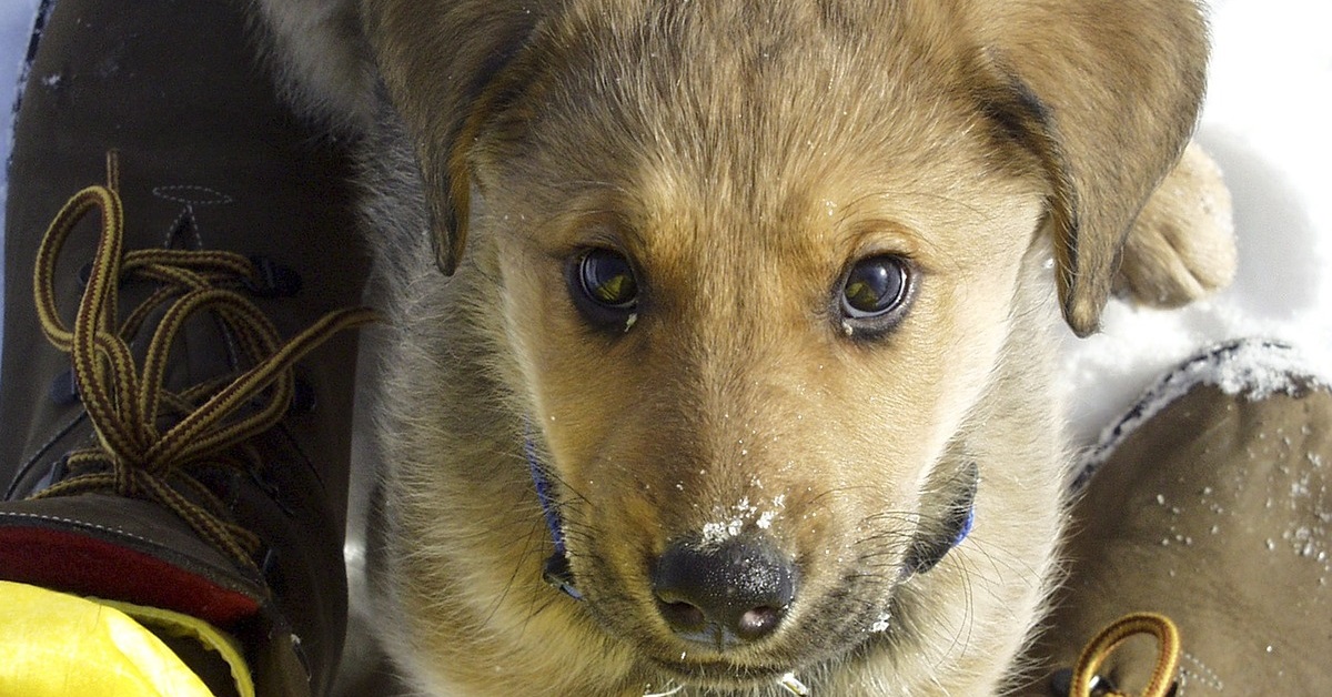 truffinade un chien qui teste les limites - Un chien qui teste les limites