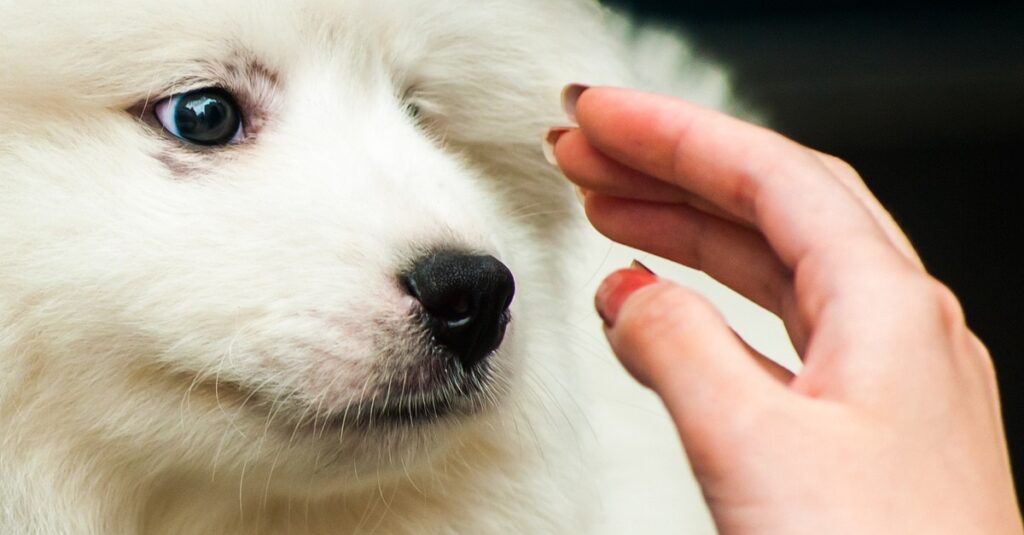 truffinade un chien qui n a forcement envie qu on le caresse 1024x535 - Actualités et conseils