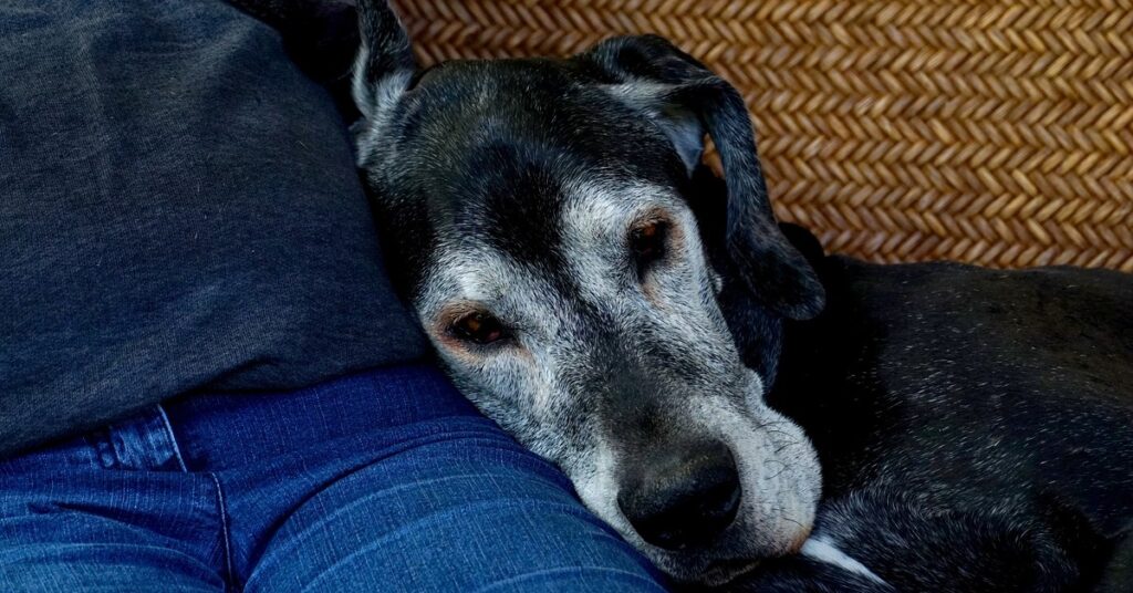 truffinade-un-chien-qui-veillit-et-ou-qui-est-malade